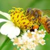 mật ong hoa xuyến chi